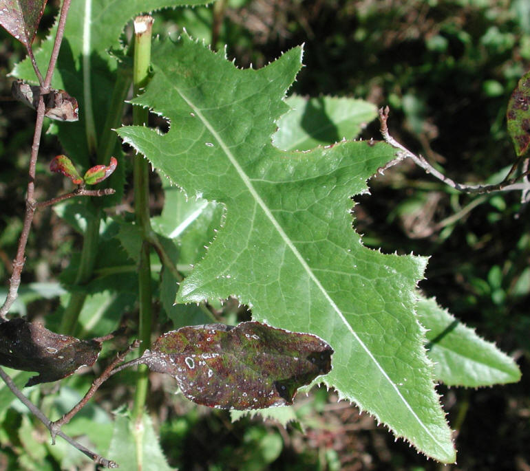 Sow-Thistle, Common (Sonchus oleraceus) - 06