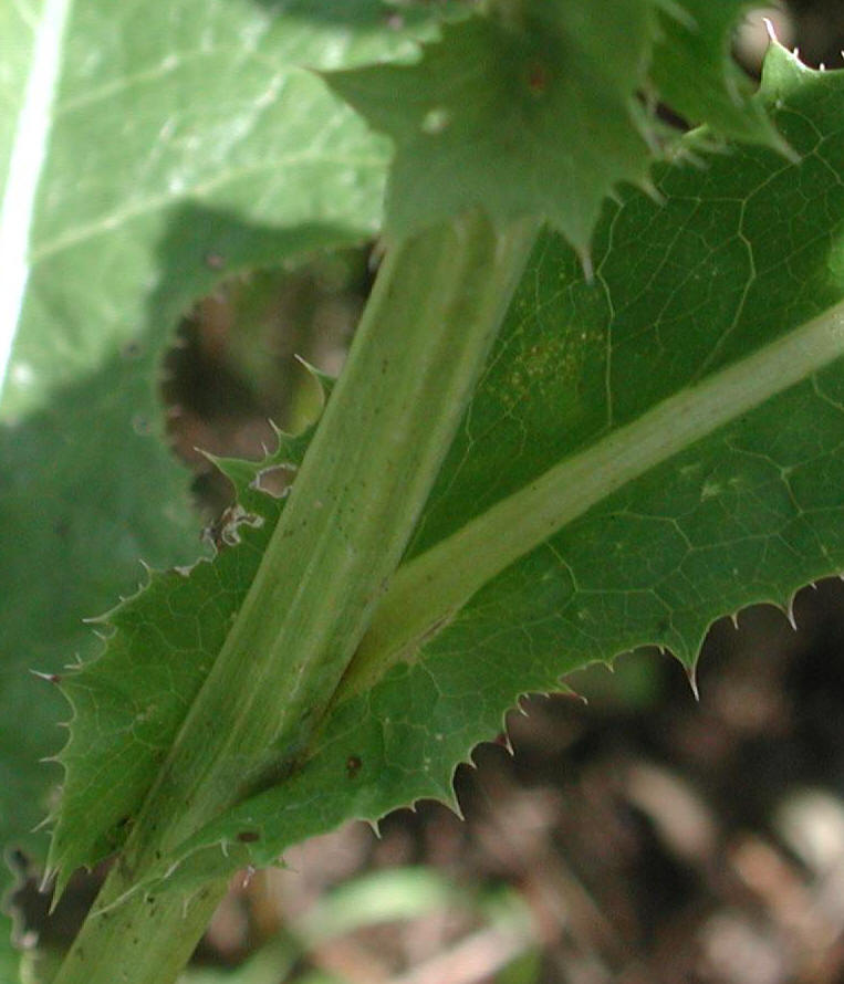 Sow-Thistle, Common (Sonchus oleraceus) - 07a