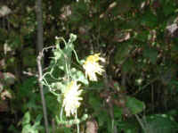 Sow-Thistle, Common (Sonchus oleraceus) - 09