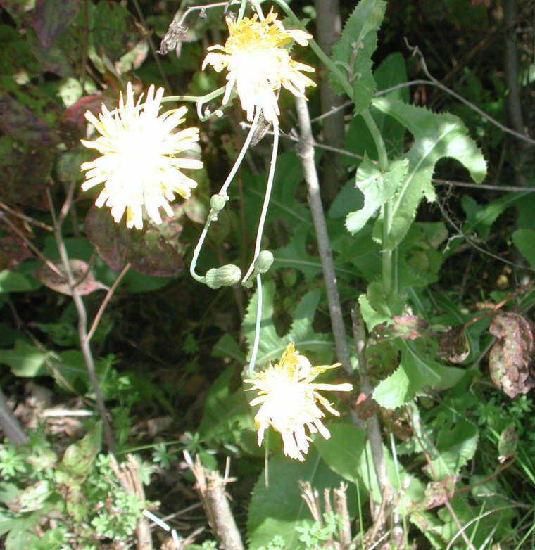 Sow-Thistle, Common (Sonchus oleraceus) - 10