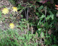 Sow-Thistle, Common (Sonchus oleraceus) - 11