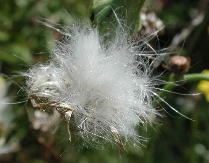 Sow-Thistle, Common (Sonchus oleraceus) - 04