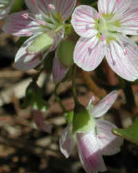 Spring Beauty or Springbeauties (Claytonia virginica) - 03