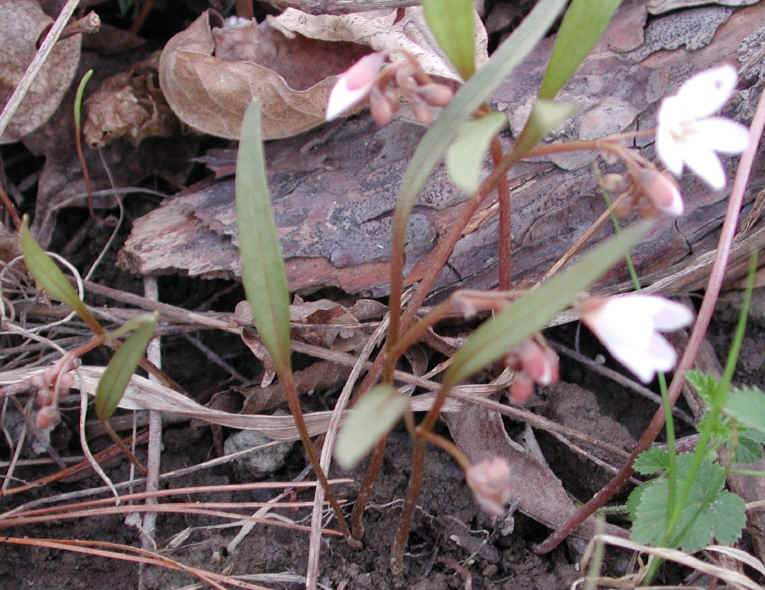 springbeauties-05