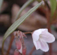 Spring Beauty or Springbeauties (Claytonia virginica) - 06
