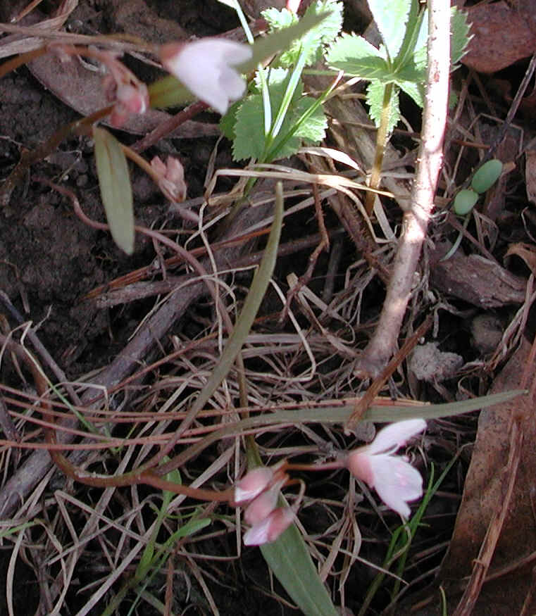 springbeauties-07