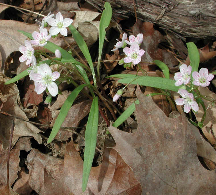 springbeauties-09