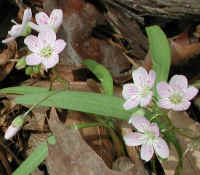 Spring Beauty or Springbeauties (Claytonia virginica) - 09a