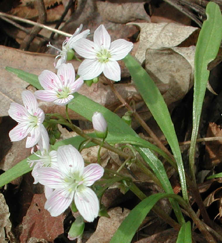 springbeauties-09b