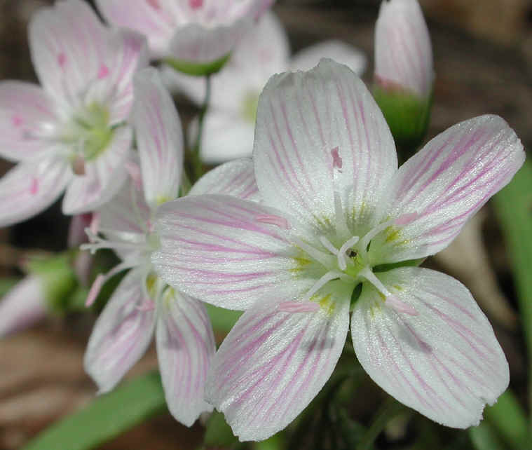 springbeauties-10