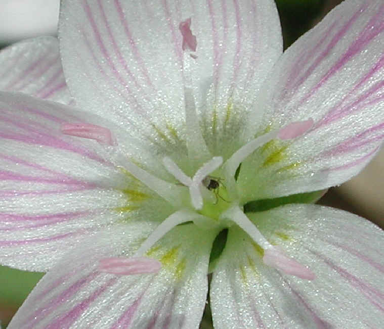 springbeauties-10a