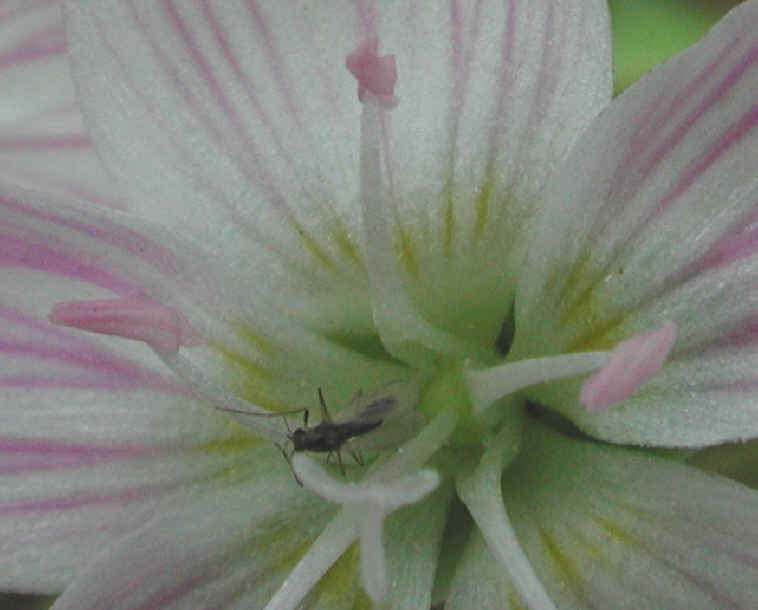 springbeauties-11