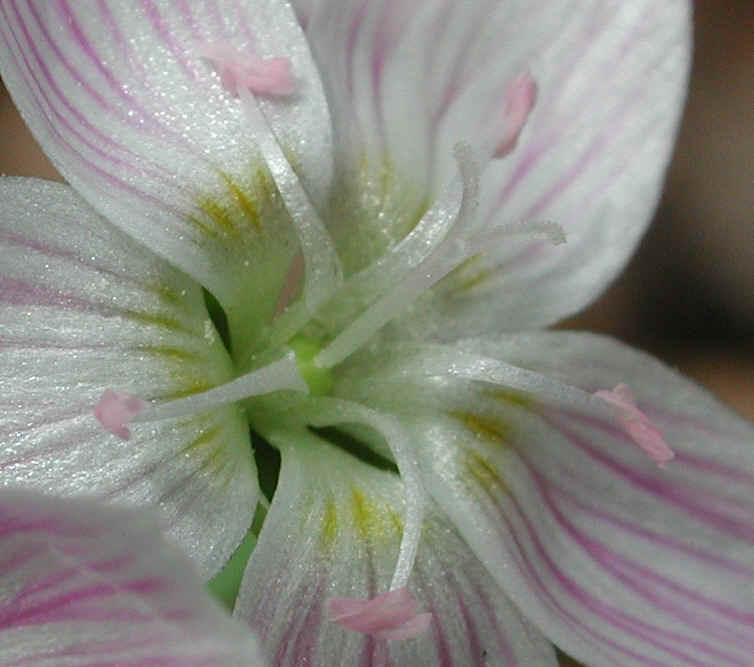 springbeauties-13