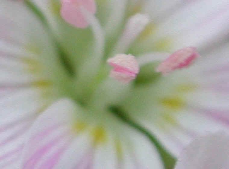 springbeauties-14