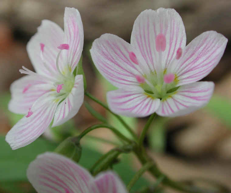 springbeauties-15