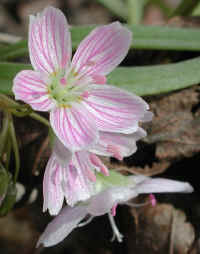 Spring Beauty or Springbeauties (Claytonia virginica) - 16