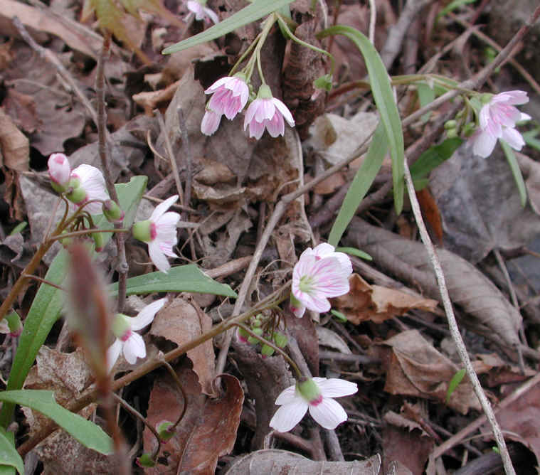 springbeauties-17