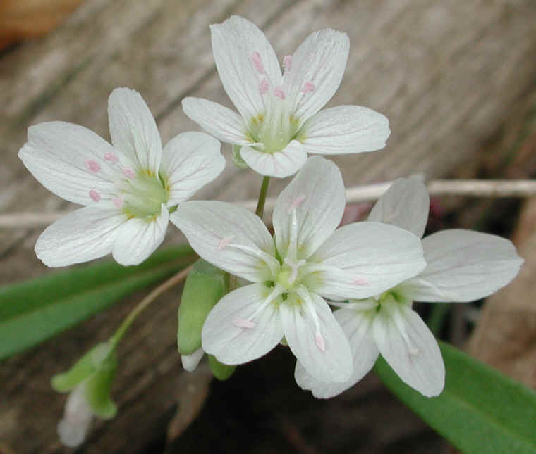 springbeauties-18