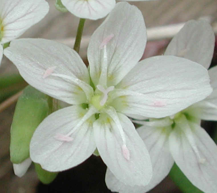 springbeauties-18a