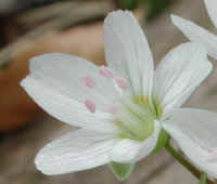 Spring Beauty or Springbeauties (Claytonia virginica) - 19