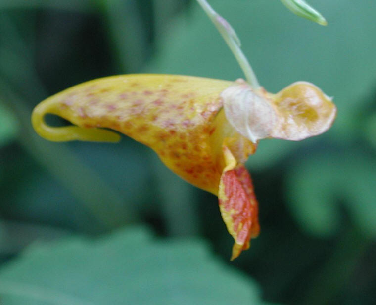 Spotted Touch-Me-Not or Jewelweed (Impatiens capensis) - 09