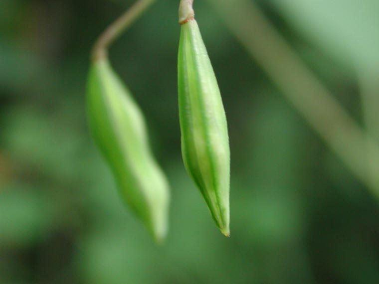 Spotted Touch-Me-Not or Jewelweed (Impatiens capensis) - 12