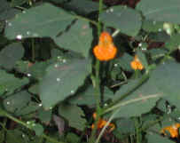 Spotted Touch-Me-Not or Jewelweed (Impatiens capensis) - 01