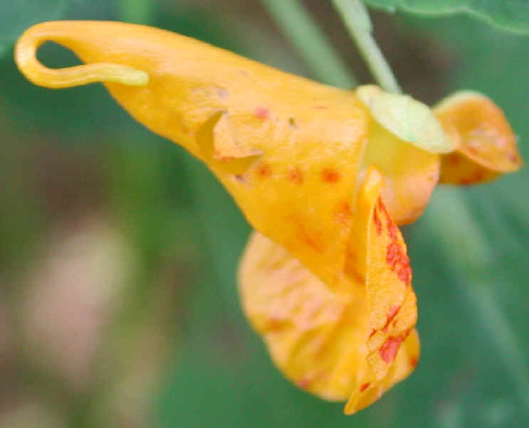 Spotted Touch-Me-Not or Jewelweed (Impatiens capensis) - 07