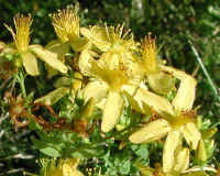 St. Johnswort, Common (Hypericum perforatum)