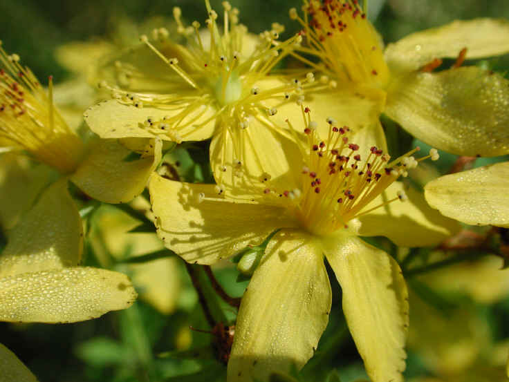 St. Johnswort, Common (Hypericum perforatum) - 02