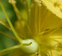 St. Johnswort, Common (Hypericum perforatum) - 04