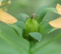 Dwarf St. Johnswort (Hypericum mutilum) - 07b
