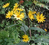 Sunflower, Wild (Helianthus spp.)