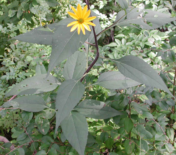 Sunflower, Wild (Helianthus spp.) - 02