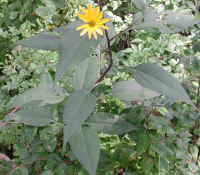 Sunflower, Wild (Helianthus spp.) - 02