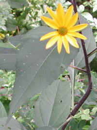 Sunflower, Wild (Helianthus spp.) - 02b