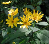 Sunflower, Wild (Helianthus spp.) - 03