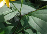 Sunflower, Wild (Helianthus spp.) - 03a