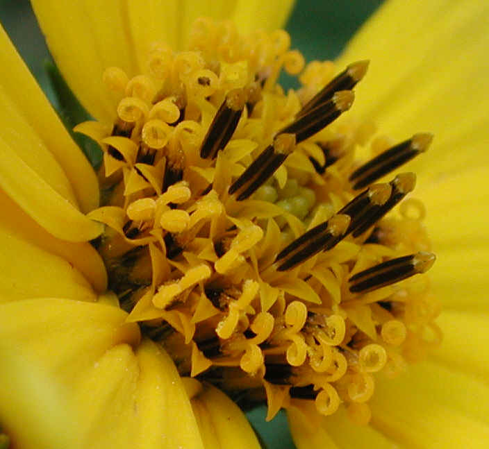 Sunflower, Wild (Helianthus spp.) - 08