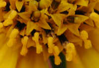 Sunflower, Wild (Helianthus spp.) - 09a