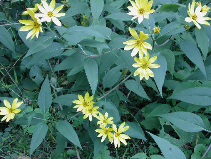 Sunflower, Wild (Helianthus spp.) - 10