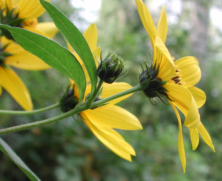 Sunflower, Wild (Helianthus spp.) - 12