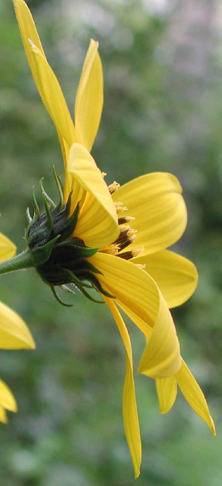 Sunflower, Wild (Helianthus spp.) - 13