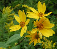 Sunflower, Wild (Helianthus spp.) - 14