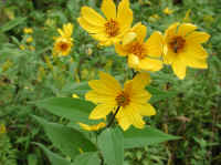Sunflower, Wild (Helianthus spp.) - 15