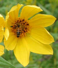 Sunflower, Wild (Helianthus spp.) - 15b