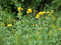 Sunflower, Wild (Helianthus spp.) - 16