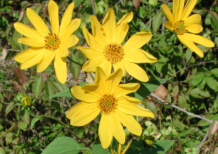 Sunflower, Wild (Helianthus spp.) - 18