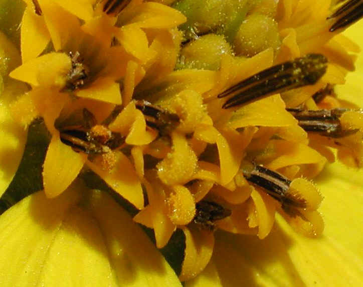 Sunflower, Wild (Helianthus spp.) - 20b