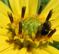 Sunflower, Wild (Helianthus spp.) - 21